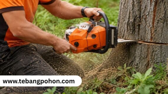 Jasa Tebang Pohon Jakarta Profesional & Cepat