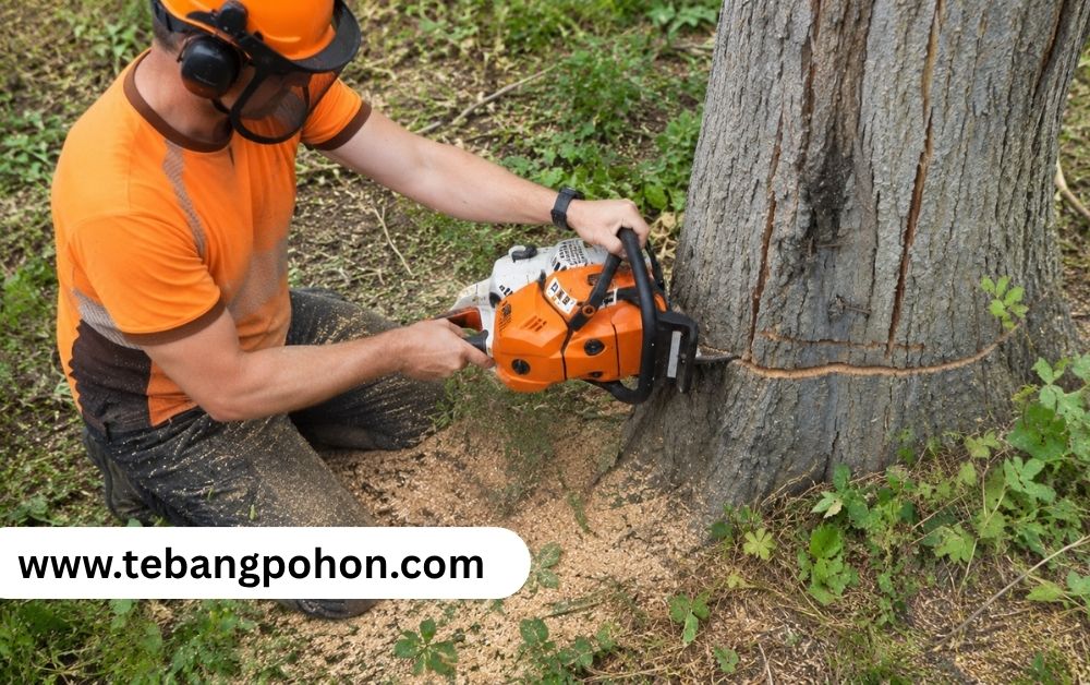 jasa tebang pohon jakarta pusat